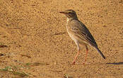 Pipit à dos uni