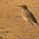 Pipit à dos uni