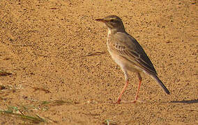 Plain-backed Pipit