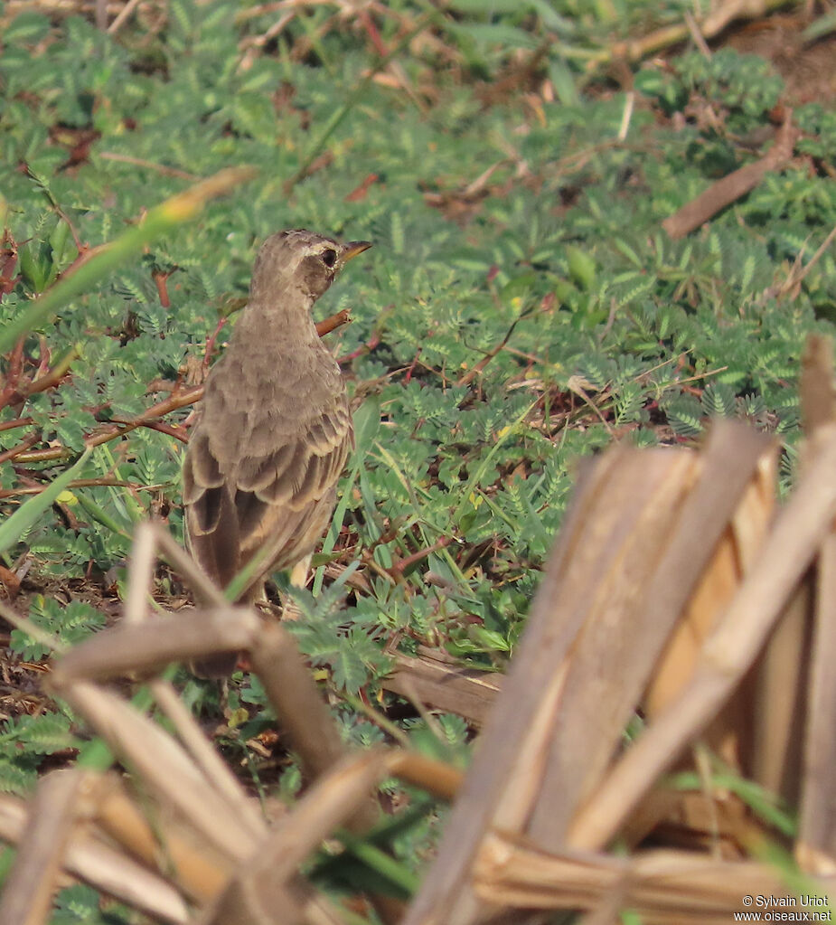 Pipit à dos uniadulte