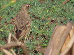 Pipit à dos uni