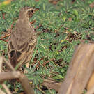 Pipit à dos uni