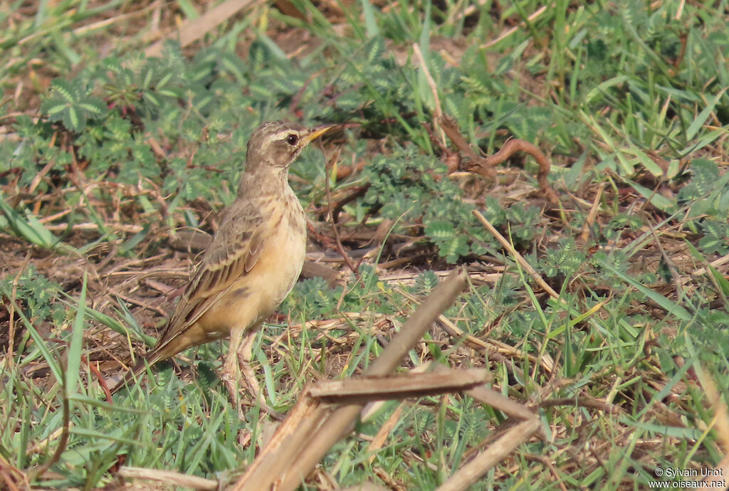 Pipit à dos uniadulte