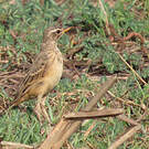 Pipit à dos uni