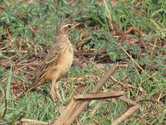 Pipit à dos uni