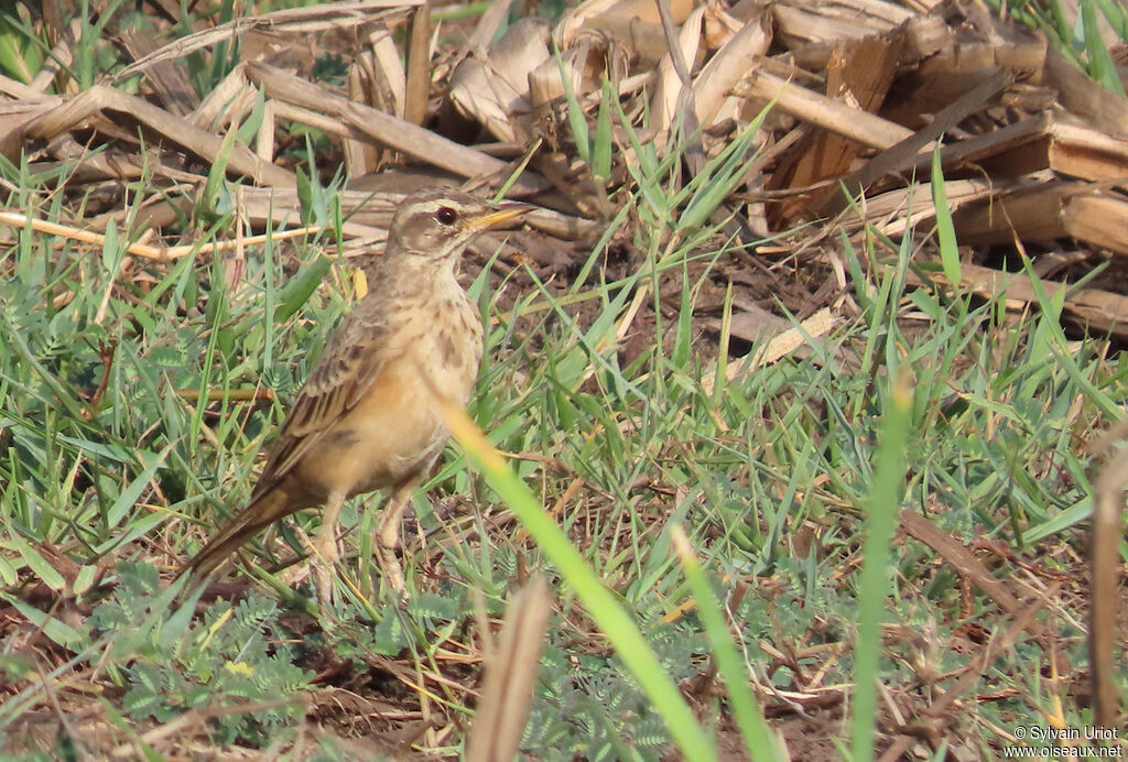 Pipit à dos uniadulte