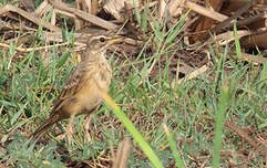 Pipit à dos uni