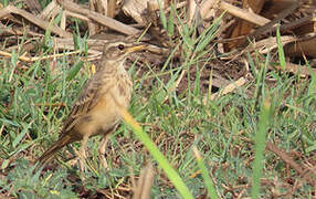 Pipit à dos uni