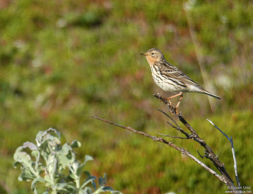 Pipit à gorge rousseadulte