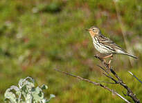 Pipit à gorge rousse