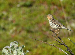 Red-throated Pipit