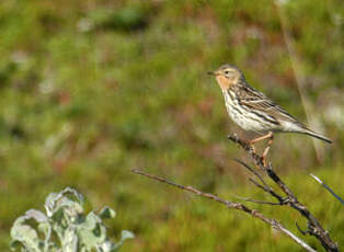 Pipit à gorge rousse