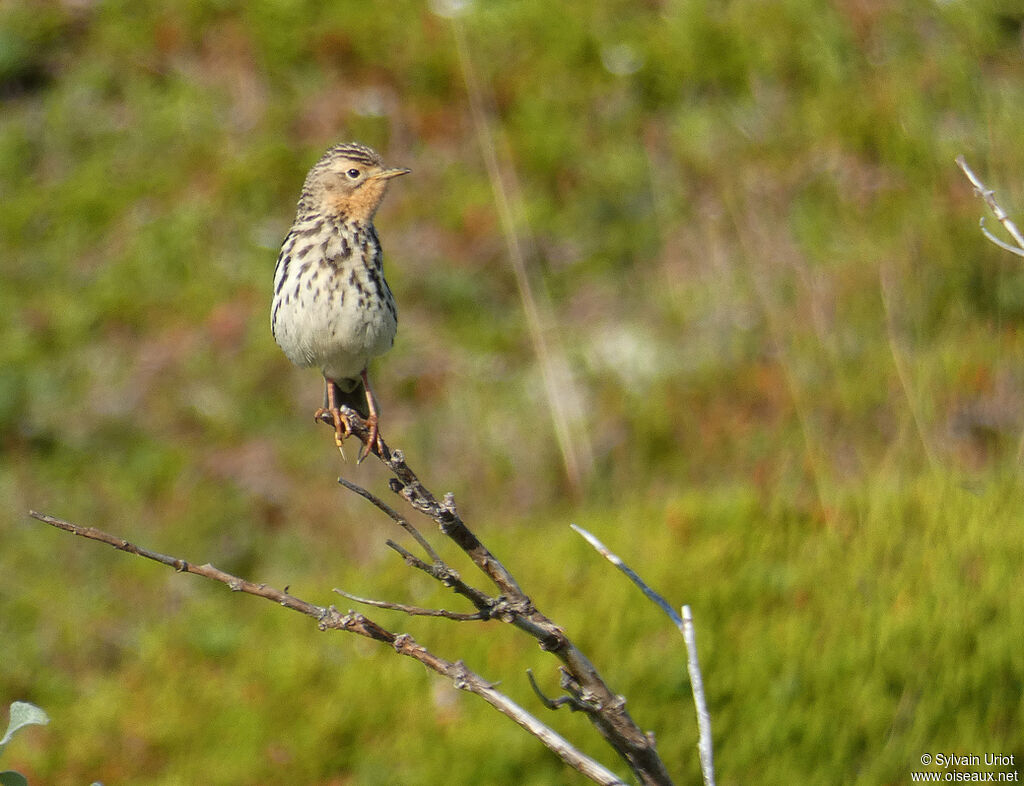 Pipit à gorge rousseadulte