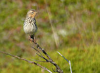 Pipit à gorge rousse