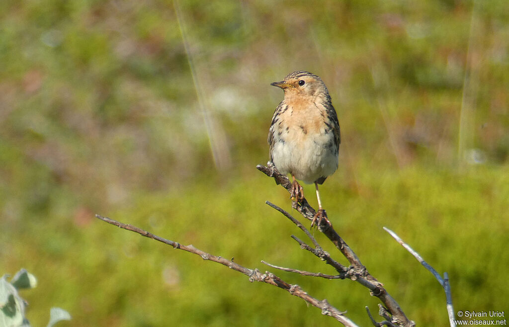 Pipit à gorge rousseadulte