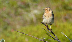 Pipit à gorge rousse