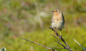 Red-throated Pipit