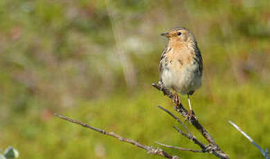 Pipit à gorge rousse