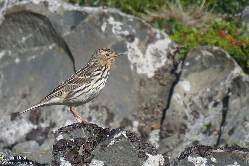 Red-throated Pipit female adult breeding, identification