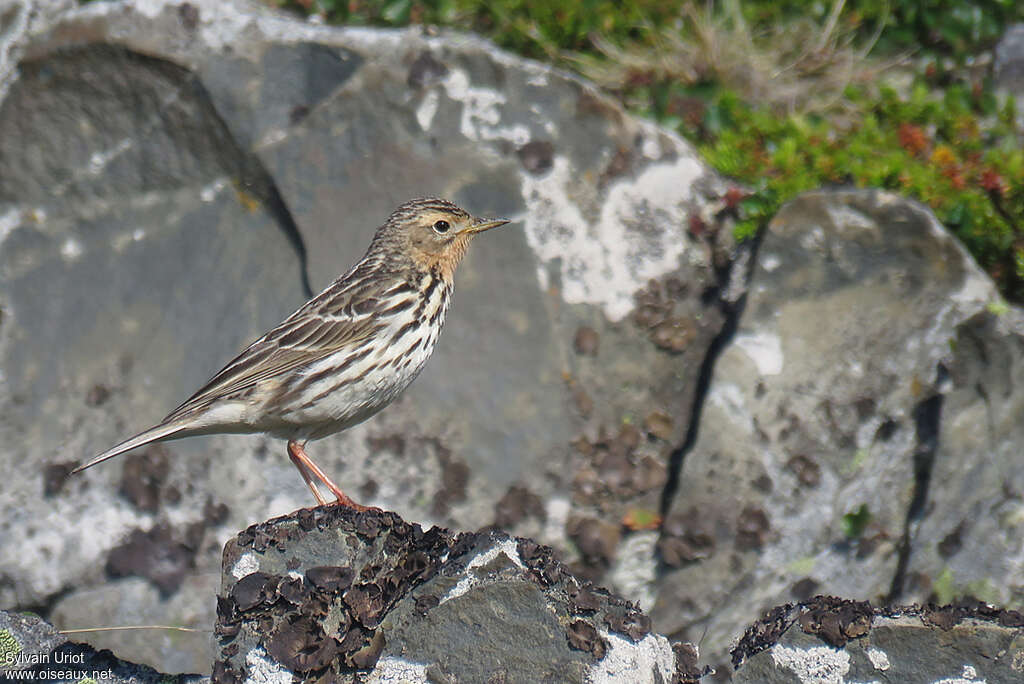 Pipit à gorge rousse femelle adulte nuptial, identification