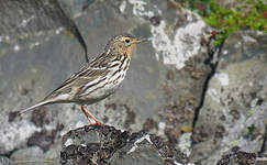 Pipit à gorge rousse