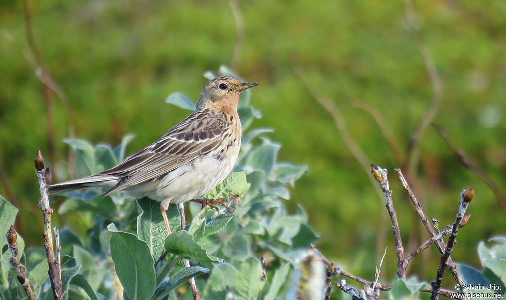 Pipit à gorge rousseadulte