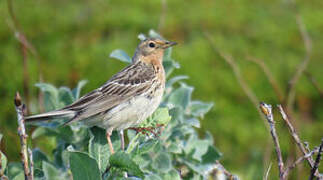 Pipit à gorge rousse