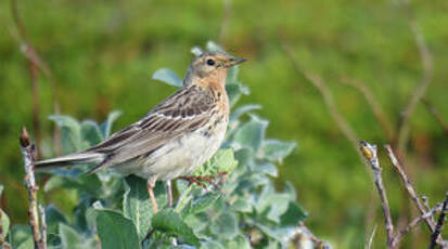 Pipit à gorge rousse