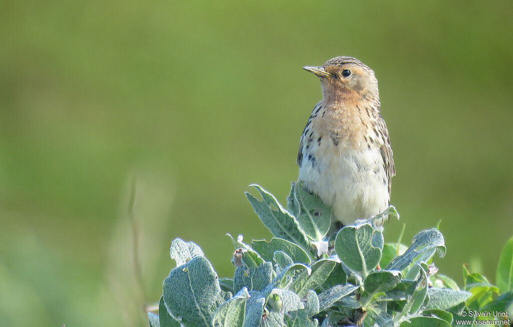 Pipit à gorge rousseadulte