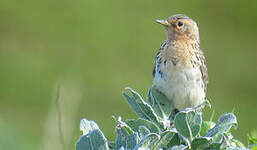 Pipit à gorge rousse