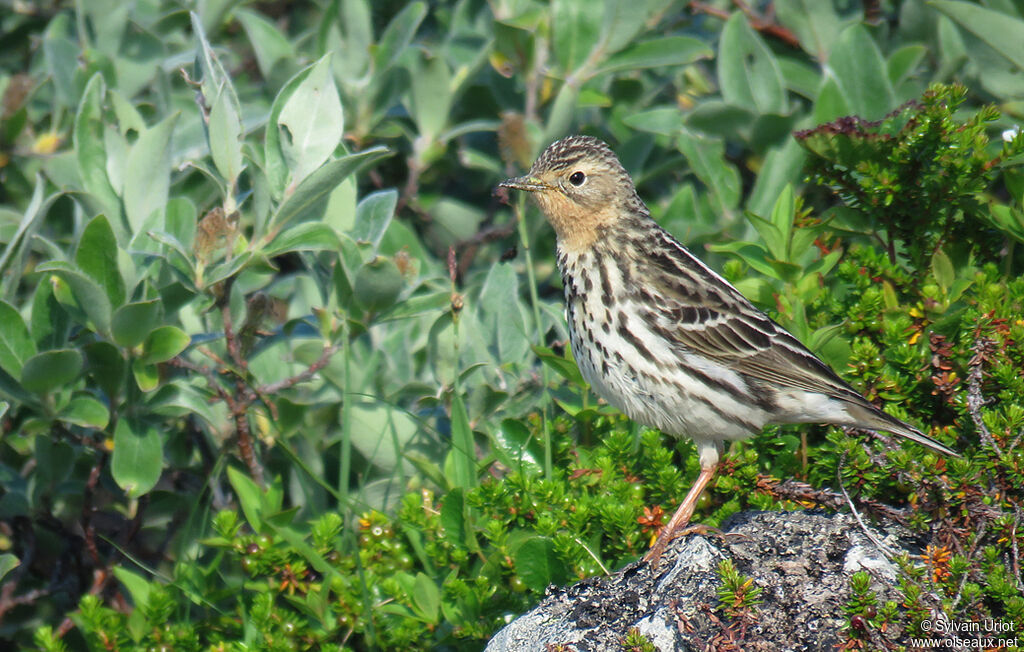 Pipit à gorge rousseadulte