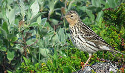 Pipit à gorge rousse