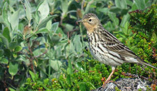 Red-throated Pipit