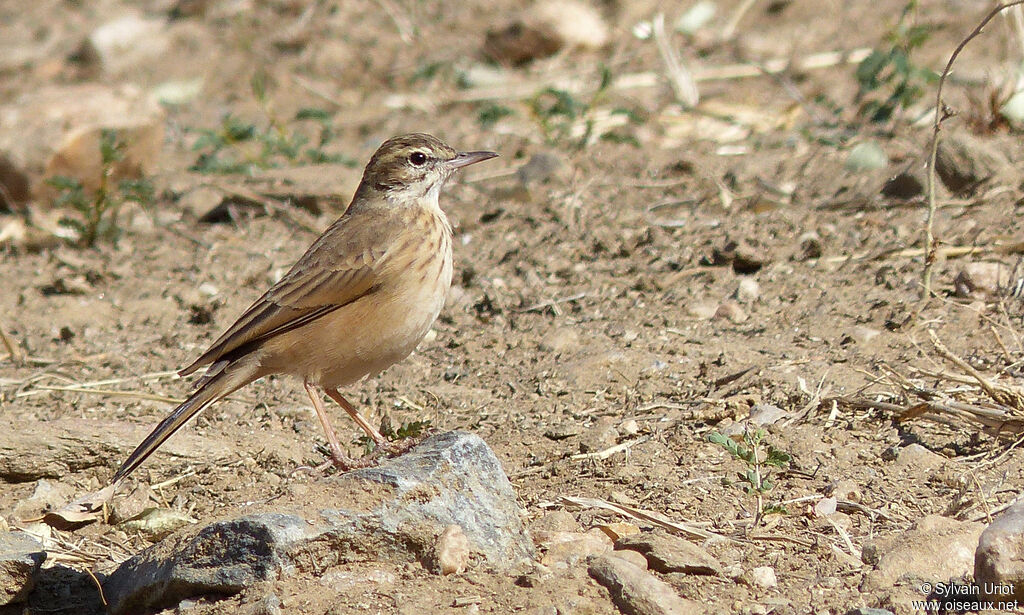 African Pipit