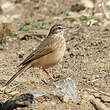 Pipit africain