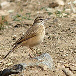 Pipit africain