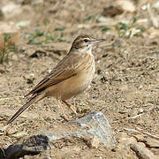 African Pipit