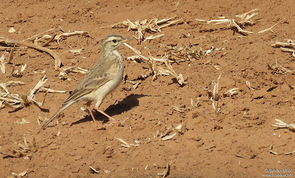 Pipit africainadulte