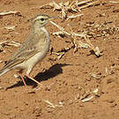 Pipit africain