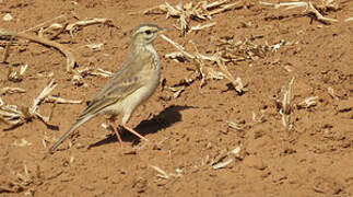 Pipit africain