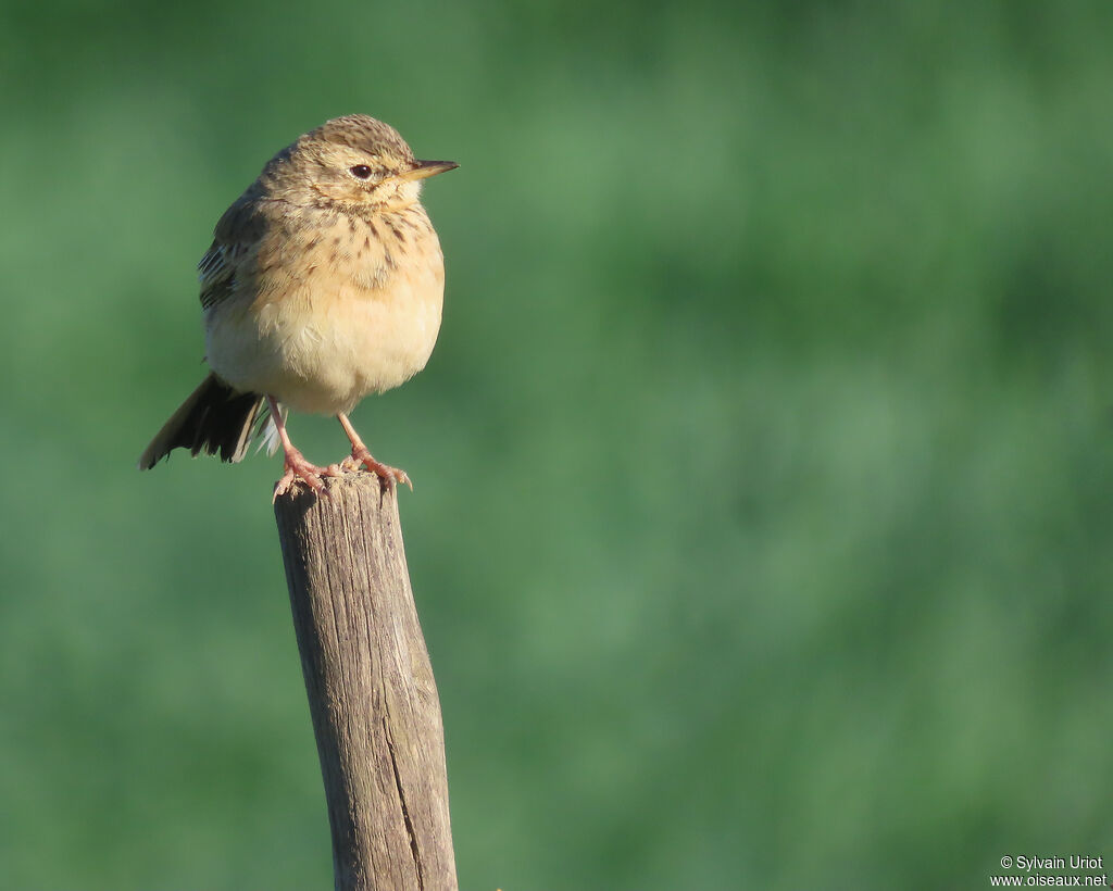 African Pipitadult