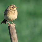 Pipit africain