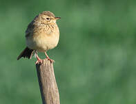 Pipit africain