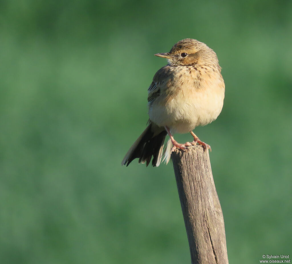 Pipit africainadulte