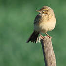 Pipit africain