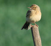 Pipit africain