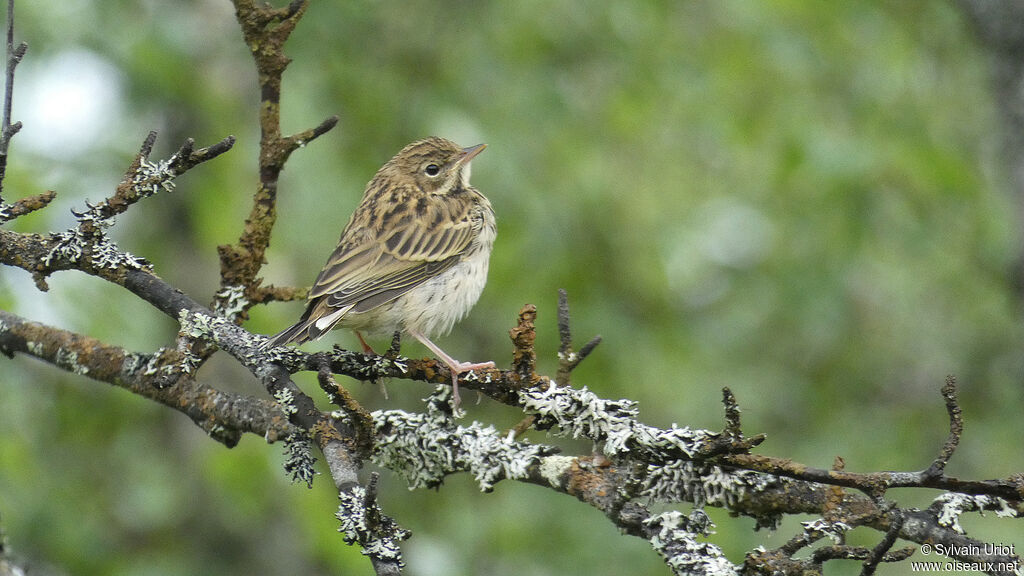 Pipit des arbresPoussin