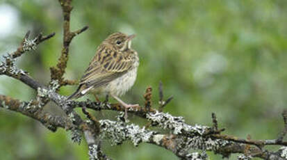 Pipit des arbres