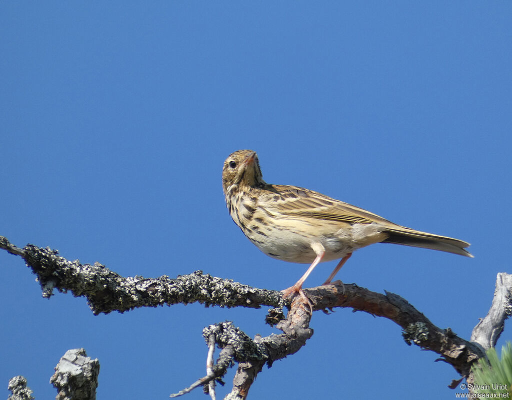 Pipit des arbresadulte