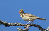 Pipit des arbres